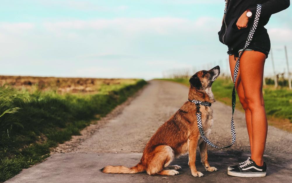 Hands Free Leash - die vielseitigste Hundeleine der Welt  HAVNBERG